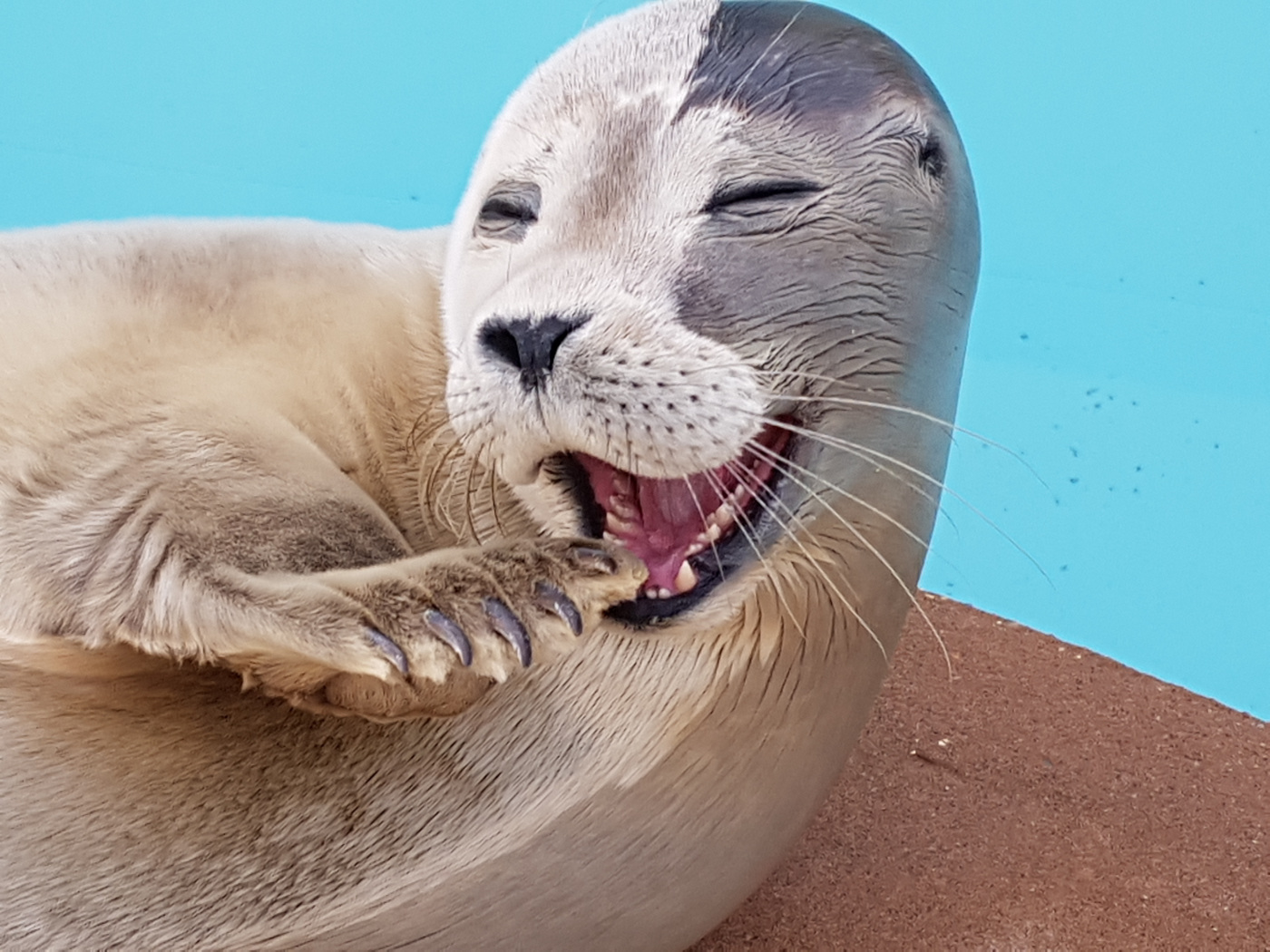 Natureland Seal Sanctuary | Skegness, Lincolnshire